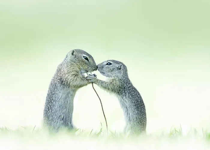 Hotel Garni Hubertus